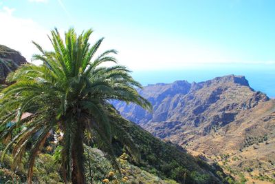 Palm trees on landscape against sky