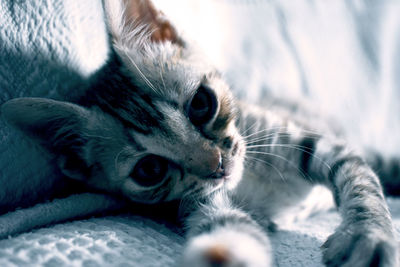 Close-up of cat lying on bed