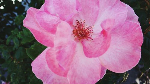 Close-up of pink flowers