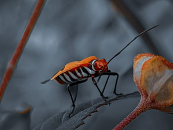 Close-up of butterfly perching on twig