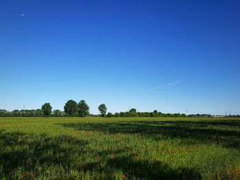 Scenic view of field against clear blue sky