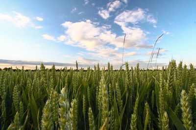 Crops in field against sky