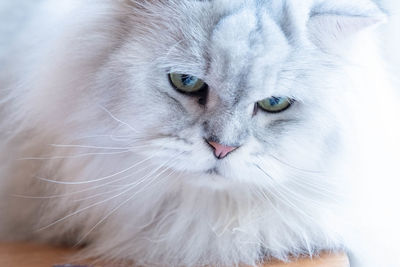 Close-up portrait of a cat