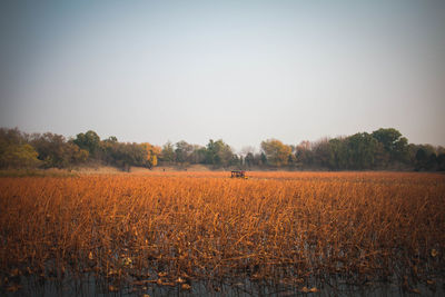 Scenic view of field against clear sky