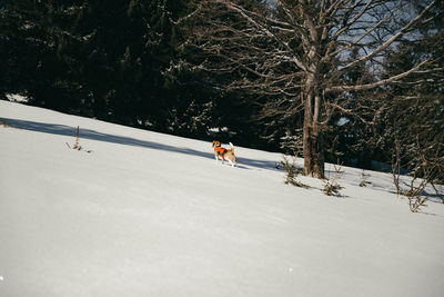 People walking on snow covered land