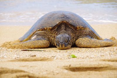 Green sea turtle relaxing at beach
