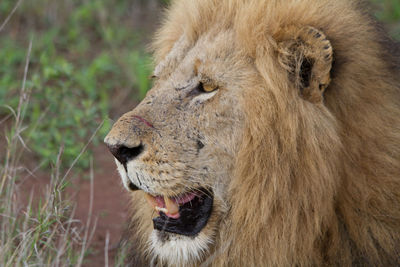 Close-up of lion
