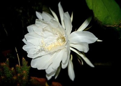 Close-up of white flowers blooming outdoors