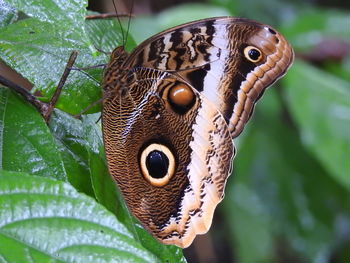 Close-up of butterfly