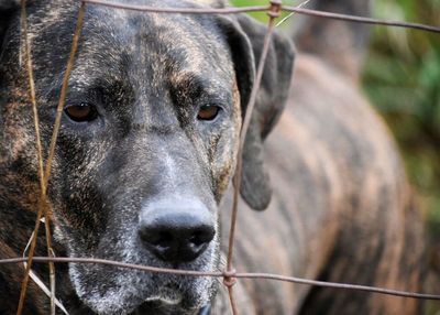 Close-up portrait of dog