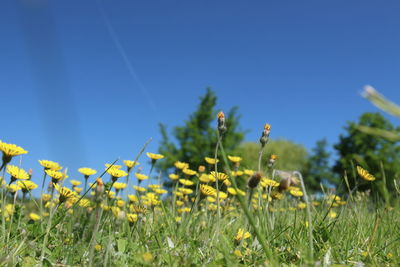 Flowers growing in field