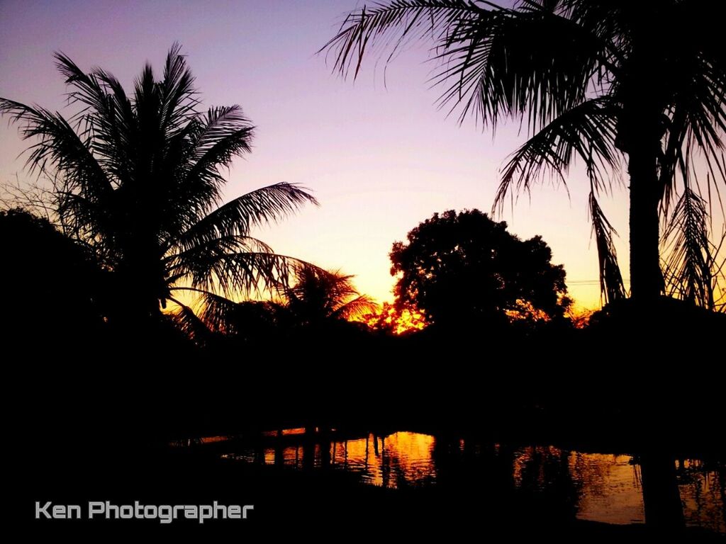 palm tree, silhouette, sunset, tree, tranquility, water, scenics, beauty in nature, tranquil scene, sky, nature, tree trunk, growth, sea, idyllic, orange color, dusk, outdoors, branch, no people