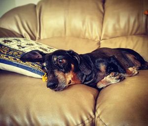 Dog lying on sofa