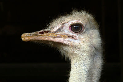 Close-up of ostrich