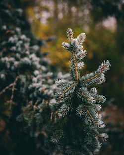 Close-up of pine tree