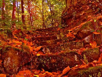 Trees in forest during autumn