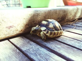 Close-up of turtle on wood