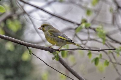 Side view of bird perching on branch