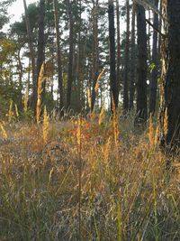 Plants growing on field