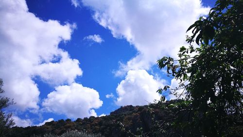 Low angle view of trees against sky