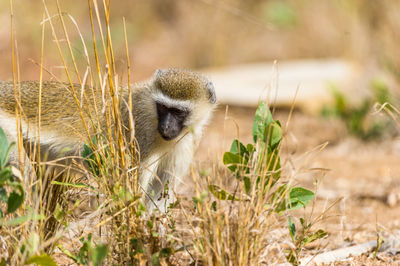 Close-up of monkey by grass