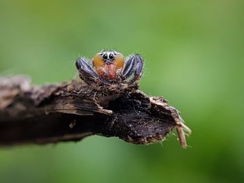 Close-up of spider