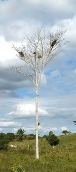 Bare tree on landscape against sky