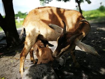 Close-up of two horses