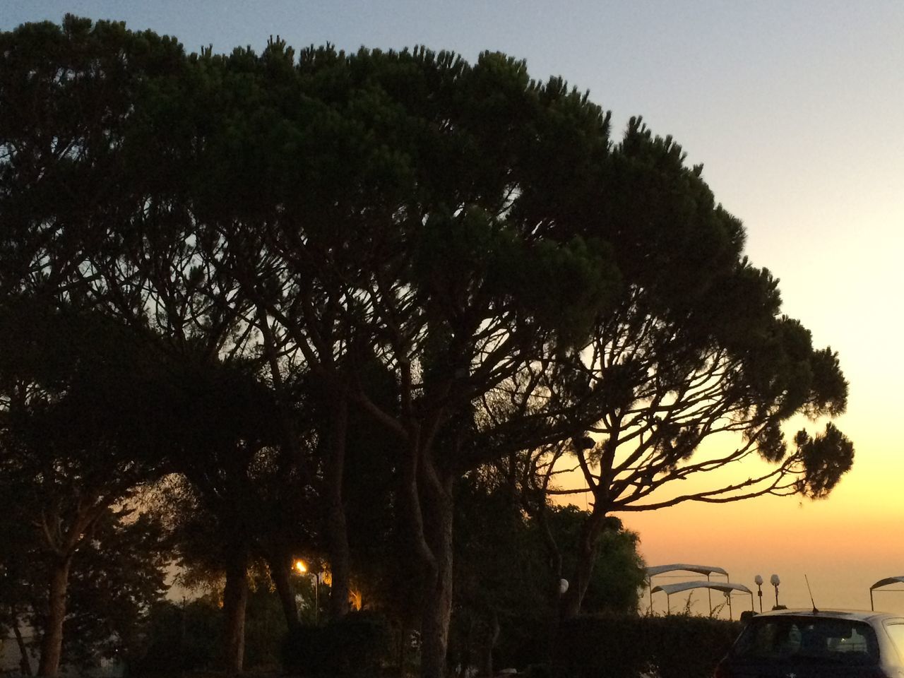 tree, sunset, silhouette, sky, tranquility, tranquil scene, scenics, growth, nature, beauty in nature, branch, water, outdoors, idyllic, sunlight, car, no people, sun, street light, clear sky