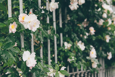 Close-up of white flowering plants