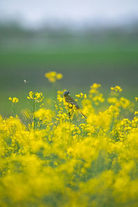 Close-up of yellow flowering plants on field