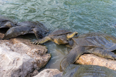 High angle view of turtle in lake