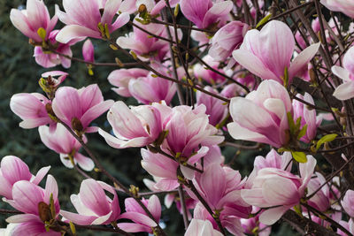 Close-up of pink flowering plants
