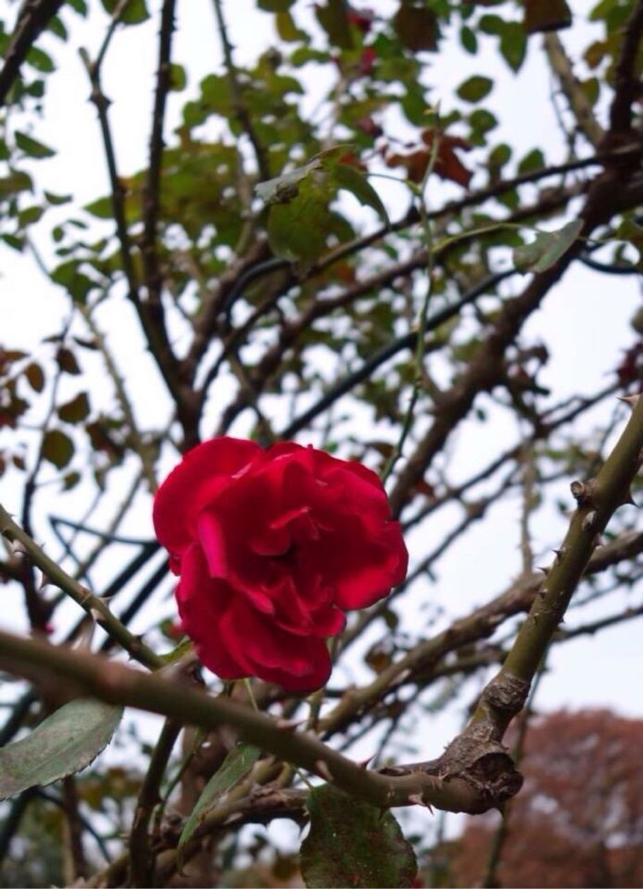 CLOSE-UP OF RED ROSE