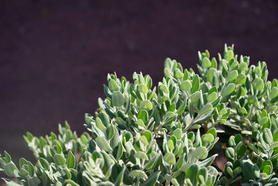 Texas ranger, leucophyllum frutescens, a species of barometerbush, texas sage, cenizo, wild lilac