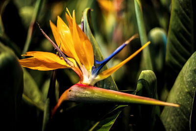 Close-up of yellow flowering plant