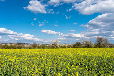 Ripened rapeseed on a field in western germany, in the background a blue sky with white clouds.