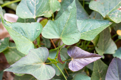 Close-up of fresh green leaves