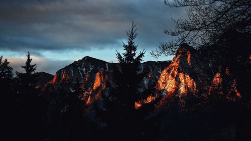 Low angle view of trees against sky at night