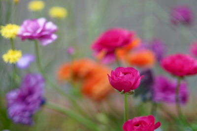 Close-up of pink flowering plants