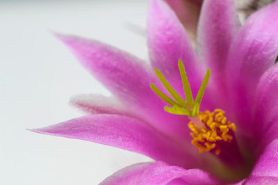 Close-up of pink flowering plant