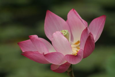 Close-up of pink flower