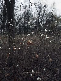 View of bare trees on field in forest