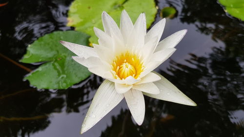 Close-up of lotus water lily in lake