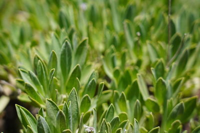 Close-up of crops growing on field