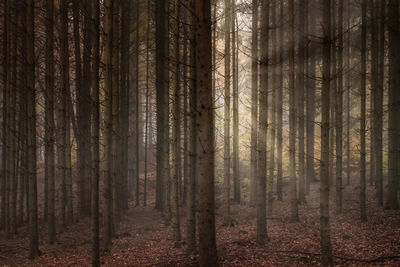 Pine trees in forest on a misty morning with sunrays