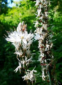 Close-up of bee on white flowers