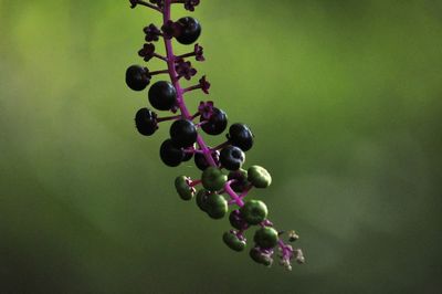 Close-up of berries growing on tree