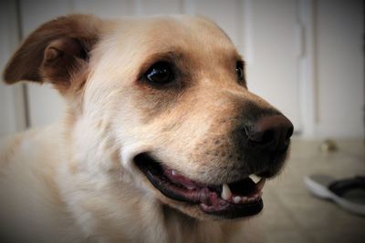 Close-up of dog