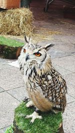 View of a bird in zoo